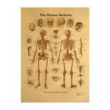 Xpoko 42*30Cm Human Muscle Anatomy Kraft Vintage Poster Halloween Horror Atmosphere Decoration
